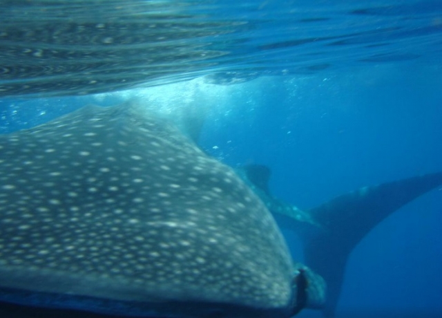 snorkel con tiburon ballena